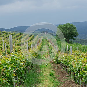Grape vineyard in Transylvania, Romania
