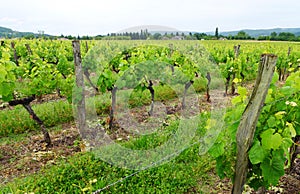 Grape vineyards, France rural