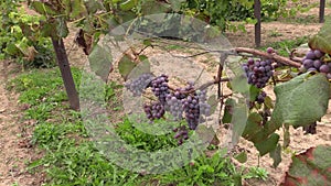 Grape (Vitaceae) berries grow in farm plantation.