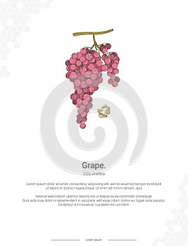 Grape - Vitis vinifera illustration wall decor ideas