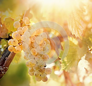 Grape, white grape - grape Riesling wine grape on grapevine in vineyard