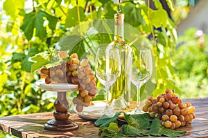 Grape and white wine. Green grape and white wine in vineyard. Bunch of grapes with water drops on the table. Sunny garden with