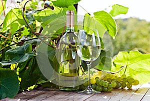 Grape and white wine in vineyard