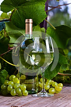 Grape and white wine in vineyard