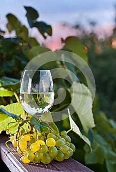 grape and white wine in vineyard