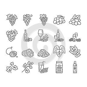 grape wine bunch fruit green icons set vector