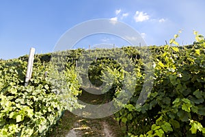 Grape wine land countryside landscape background of hills with mountain backdrop in Italy