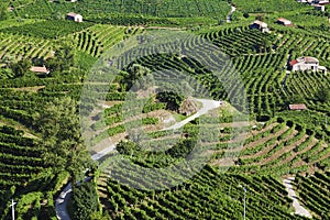 Grape wine land countryside landscape background of hills with mountain backdrop in Italy