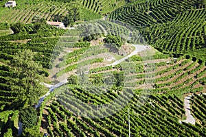 Grape wine land countryside landscape background of hills with mountain backdrop in Italy