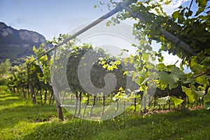 Grape wine land countryside landscape background of hills with mountain backdrop in Italy