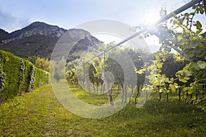 Grape wine land countryside landscape background of hills with mountain backdrop in Italy