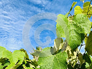 Grape wine leaves against the blue-sky background.