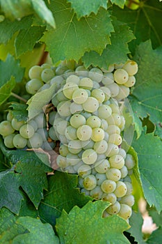 Grape wine on Palava Vineyards, Czech Republic