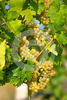 Grape wine on Palava Vineyards, Czech Republic