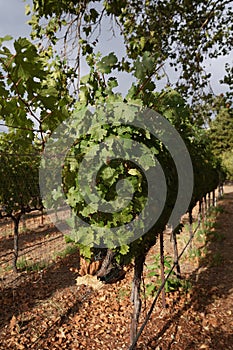 Grape wines in vineyard, Napa Valley