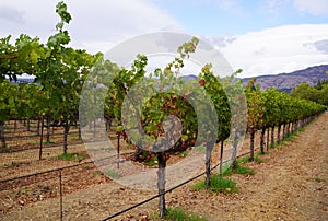 Grape wines in vineyard, Napa Valley