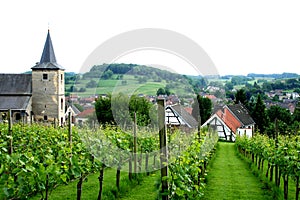 Grape yard on the hill of South Limburg