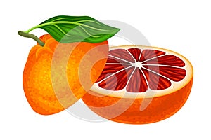 Grapefruit as Subtropical Citrus Semisweet Fruit Showing Juicy Segments Vector Illustration