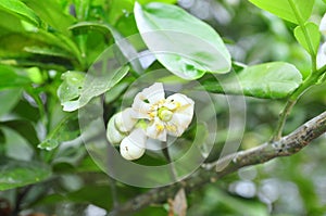 Grapefruit blossom in the spring time