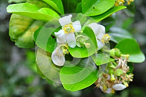 Grapefruit blossom in the spring time
