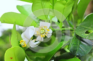 Grapefruit blossom in the spring time