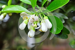 Grapefruit blossom in the spring time