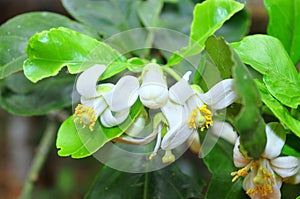 Grapefruit blossom in the spring time