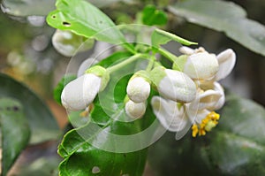 Grapefruit blossom in the spring in Vietnam