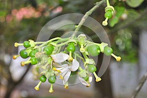 Grapefruit blossom in the spring in Vietnam