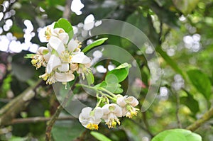 Grapefruit blossom in the spring in Vietnam