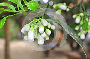 Grapefruit blossom in the spring in Vietnam
