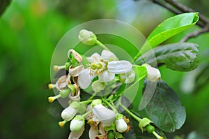 Grapefruit blossom in the spring in Vietnam