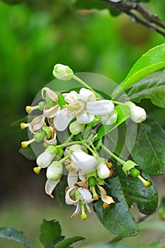 Grapefruit blossom in the spring in Vietnam