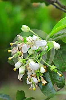Grapefruit blossom in the spring in Vietnam