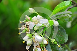 Grapefruit blossom in the spring in Vietnam