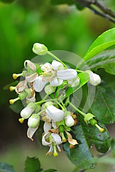 Grapefruit blossom in the spring in Vietnam
