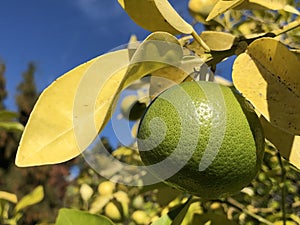 The Grapefruit Citrus Paradisi Adamsapfel oder Paradiesapfel