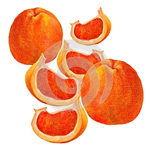 Grapefruit, colored pencil, pattern