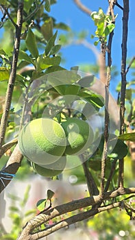 grapefruit in the garden