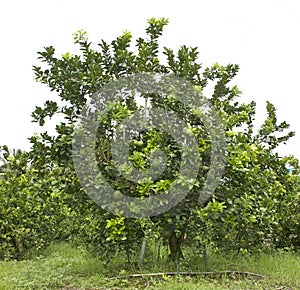 Grapefruit in the garden