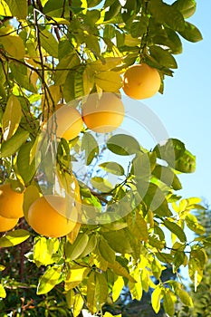 Grapefruit Growing Organic in Southern California Back Yard in Winter Time with Sunny Day, Blue Sky Background with room or space photo