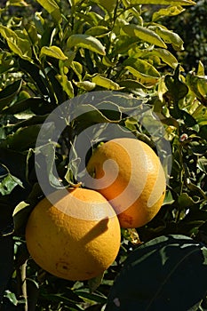 Grapefruit Organic Citrus Paradisi