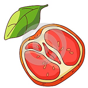 Grapefruit piece and leaf on white isolated backdrop stock vector illustration