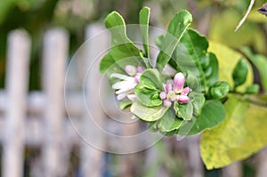 Grapefruit's blossom