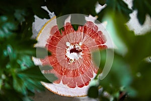 Grapefruit slice with juicy red flesh, closeup. Fresh ripe grapefruit citrus fruit and blurred houseplant green leaves