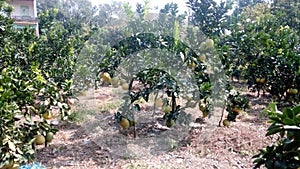 Grapefruit photo