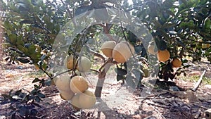 Grapefruit photo