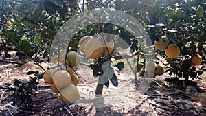 Grapefruit photo