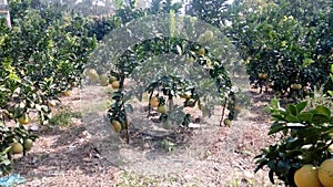 Grapefruit photo
