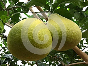 Grapefruit on tree